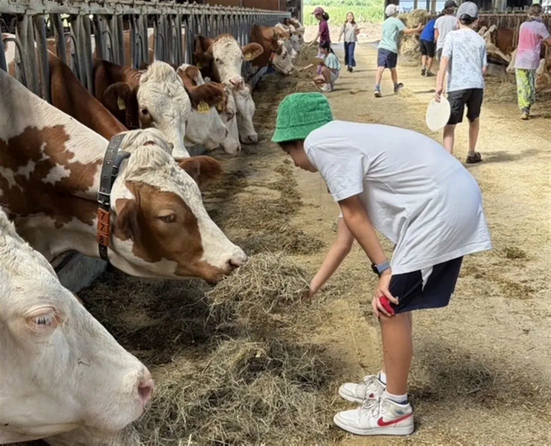 Ein Kind füttert Kühe im Stall des Erlebnisbauernhofs