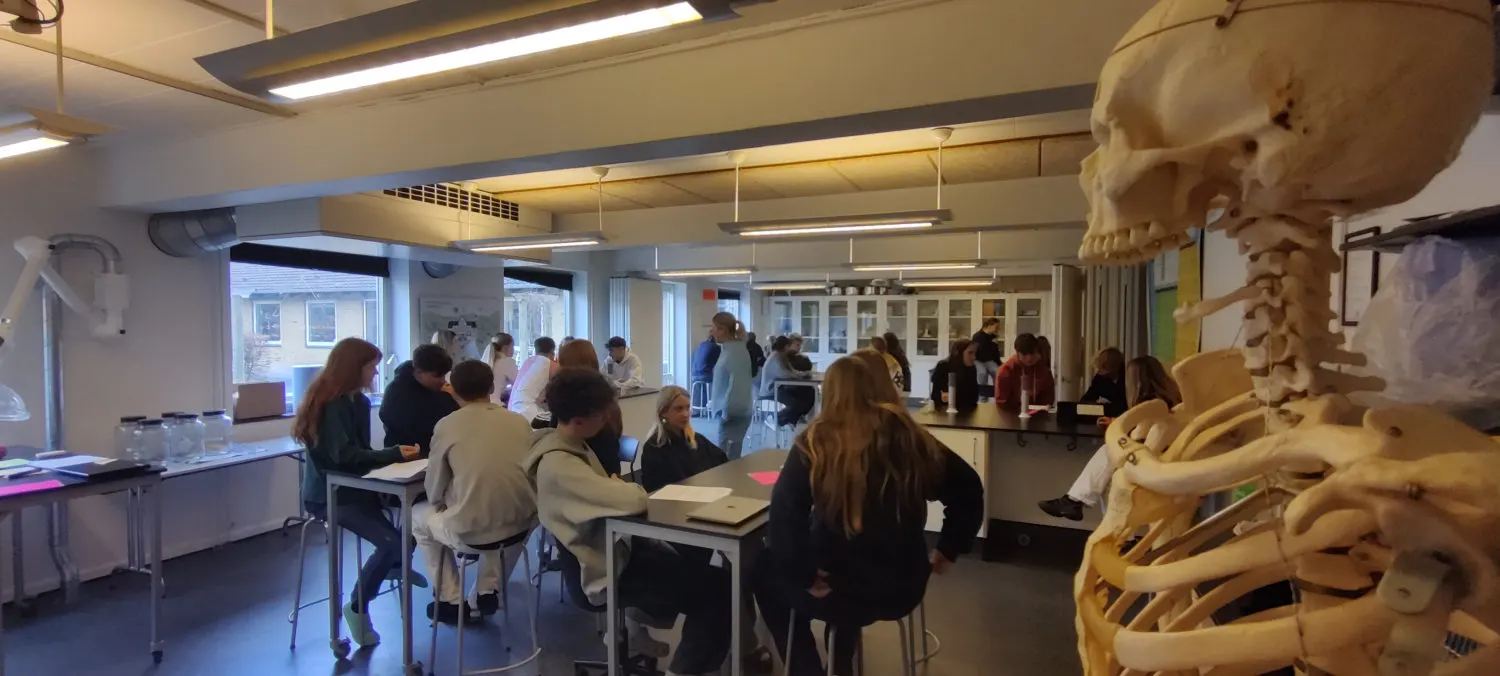 Schülerinnen und Schüler im Biologieunterricht mit Skelettmodell