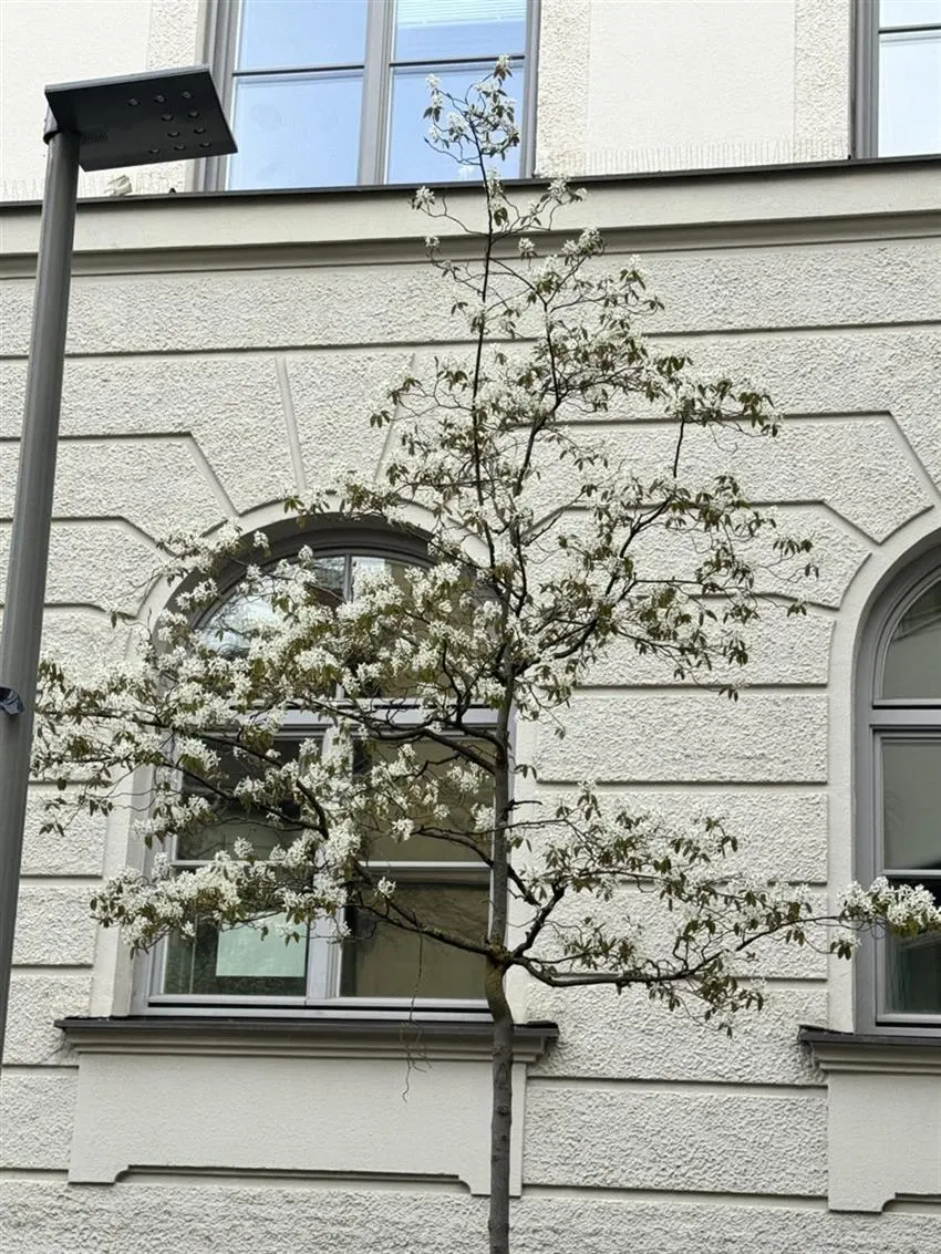 Ein blühender Baum vor der Fassade des Maria-Theresia-Gymnasiums